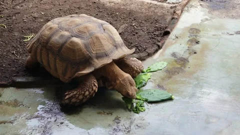 African Spurred Tortoise or Centrochelys Sulcata feed on cactus pads Stock Footage 221166056