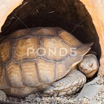 African spurred tortoise Stock Photos