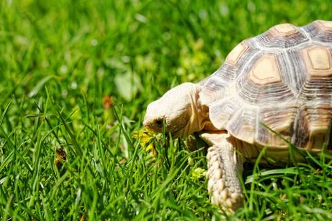 African Spurred Tortoise Stock Photos