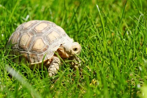 African Spurred Tortoise Stock Photos