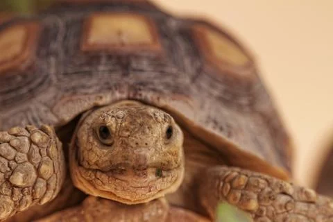 African Spurred Tortoise Stock Photos