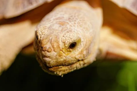 African Spurred Tortoise Stock Photos