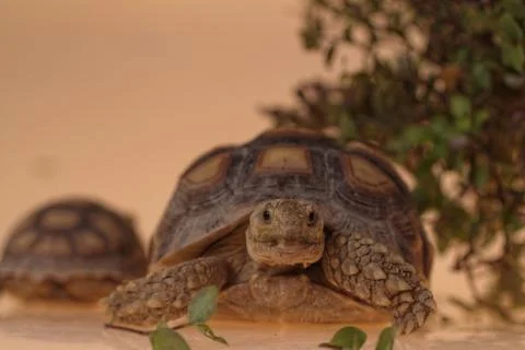 African Spurred Tortoise Stock Photos