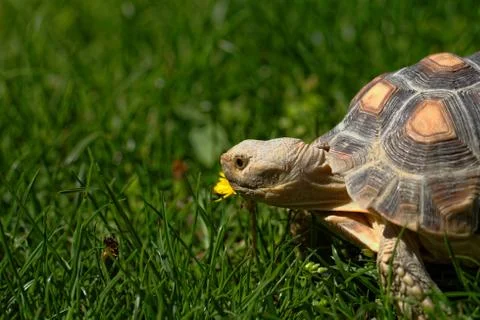 African Spurred Tortoise Stock Photos