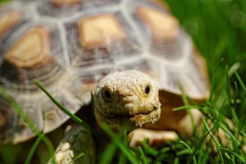 African Spurred Tortoise Stock Photos