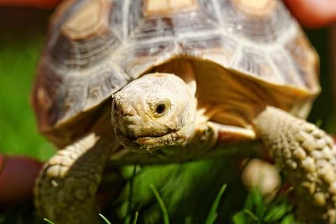 African Spurred Tortoise Stock Photos