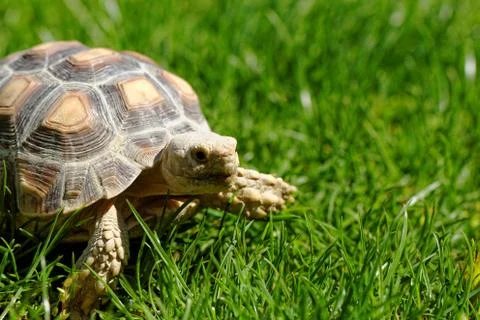 African Spurred Tortoise Stock Photos