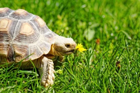 African Spurred Tortoise Stock Photos