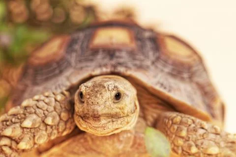 African Spurred Tortoise Stock Photos