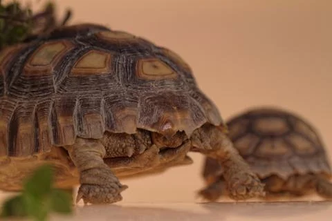 African Spurred Tortoise Stock Photos
