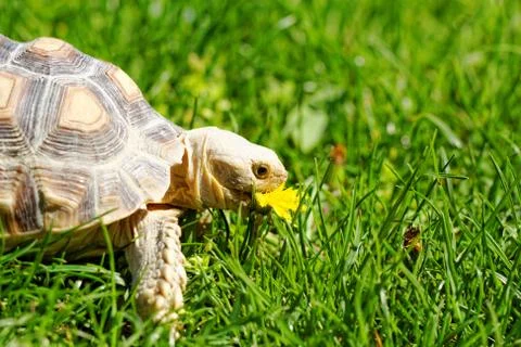 African Spurred Tortoise Stock Photos