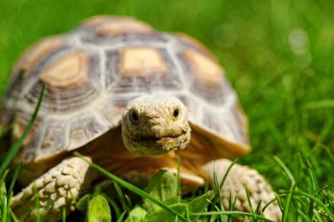 African Spurred Tortoise Stock Photos