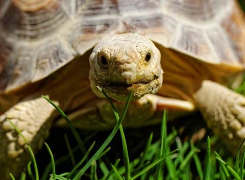 African Spurred Tortoise Stock Photos