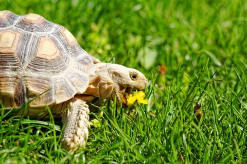 African Spurred Tortoise Stock Photos