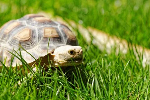 African Spurred Tortoise Stock Photos