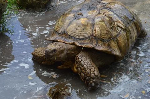 African Spurred Tortoise Stock Photos