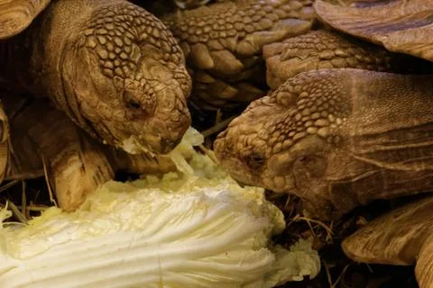 African spurred tortoise Stock Photos