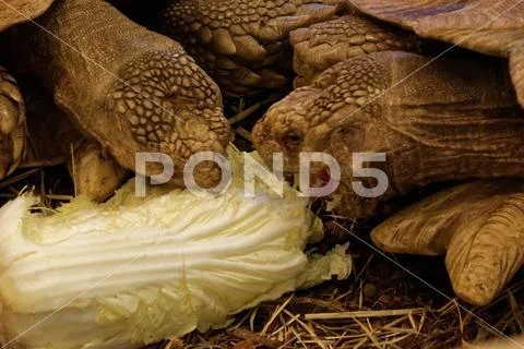 African spurred tortoise Stock Photos