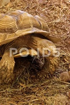 African spurred tortoise Stock Photos