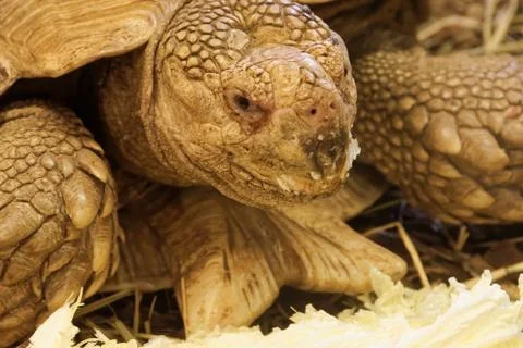 African spurred tortoise Stock Photos