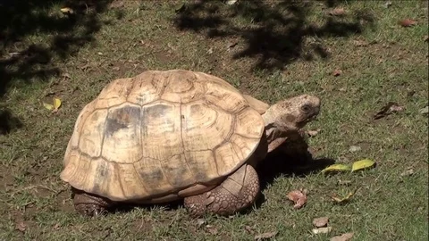 African spurred tortoise Resting In Grass Stock Footage 76003407
