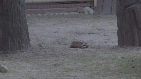 African spurred tortoise resting on the ground in the zoo, 4K UHD Stock Footage 335573884
