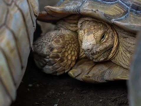 African Spurred Tortoise Resting Under Shell Close Up Stock Photos