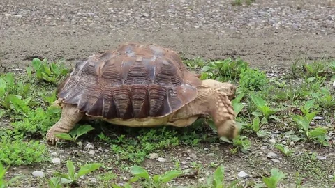 African Spurred tortoise walking Video stock 81792055
