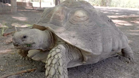 African Spurred Tortoise Walking Stock Footage 132597993