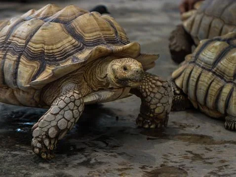African Spurred Tortoise Walking on Ground Showing Beautiful Shell Patterns Foto stock