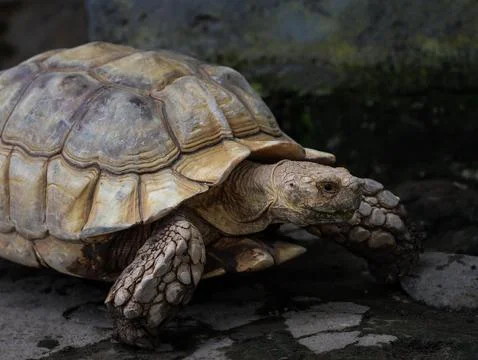 African Spurred Tortoise Walking on Ground with Detailed Shell Texture Stock Photos