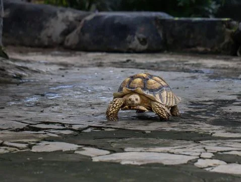 African Spurred Tortoise Walking on Ground in Natural Habitat Stock Photos