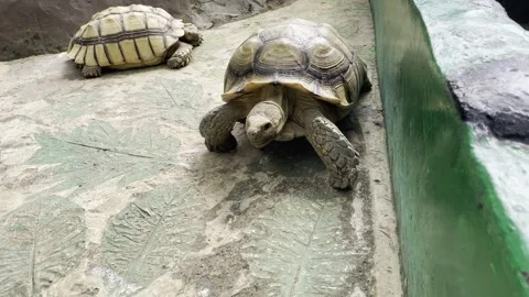 African Spurred Tortoise Walking Slowly on Textured Ground Stock Footage 337804893
