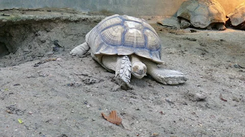 African Spurred Turtle Stock Footage ~ Royalty Free Stock Videos | Pond5