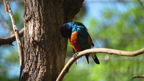 An african starling bird Stock Footage 273633471