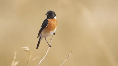 African Stone Chat perched on tiny branch against plain background, looks around Vídeos de archivo 242777130