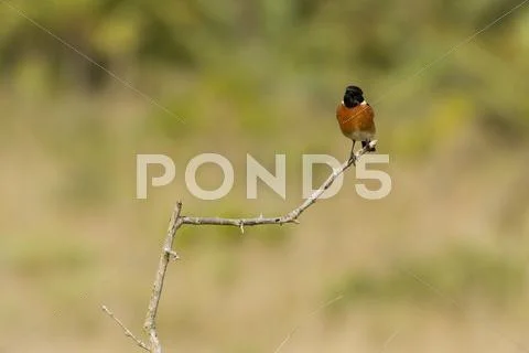 African stonechat - saxicola torquatus Stock Photos