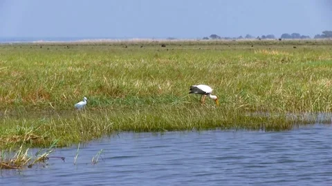African Stork. Okavango Delta, Moremi National Park, Botswana. Stock Footage 130245154