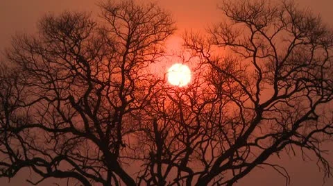 African Sun 5 Video stock 10591698