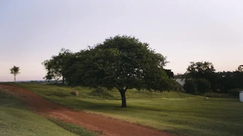 African Sunlit Tree on a Tranquil Day Stock Footage 255737809