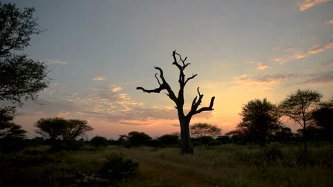 African Sunrise. Timelapse. Botswana. Featuring Tree. Moving Clouds. HD Stock Footage 202016917