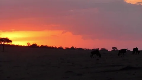 African sunset Stock Footage 83240461