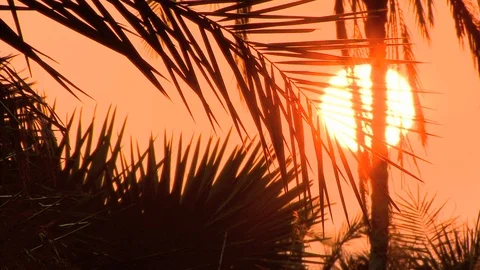 African Sunset Video stock 106885465