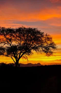 African Sunset Stock Photos