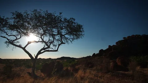 AFRICAN SUNSET WITH THORNTREE HD Stock Footage 45342272