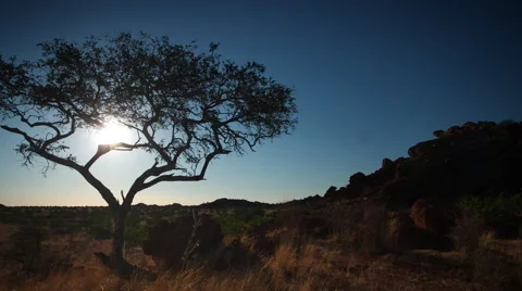 AFRICAN SUNSET WITH THORNTREE UHD 4K Stock Footage 45343217