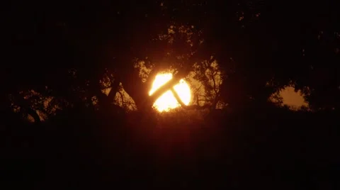 African Sunset through Trees with Moths Stock Footage 55659063