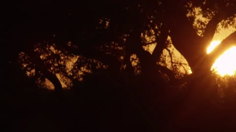 African Sunset through Trees with Moths - Pan Video stock 55659212
