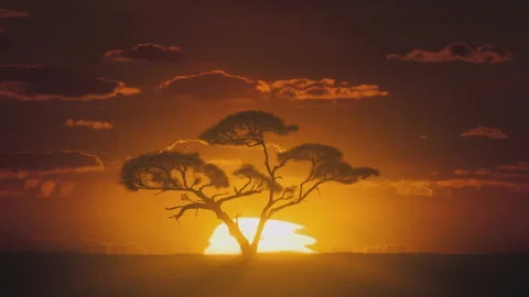 African sunset time lapse with big sun and acacia tree. Stock Footage 155755420