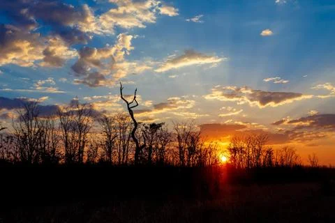 African sunset with tree in front Stock Photos